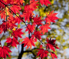 10月の和歌山は美しい紅葉のはじまり